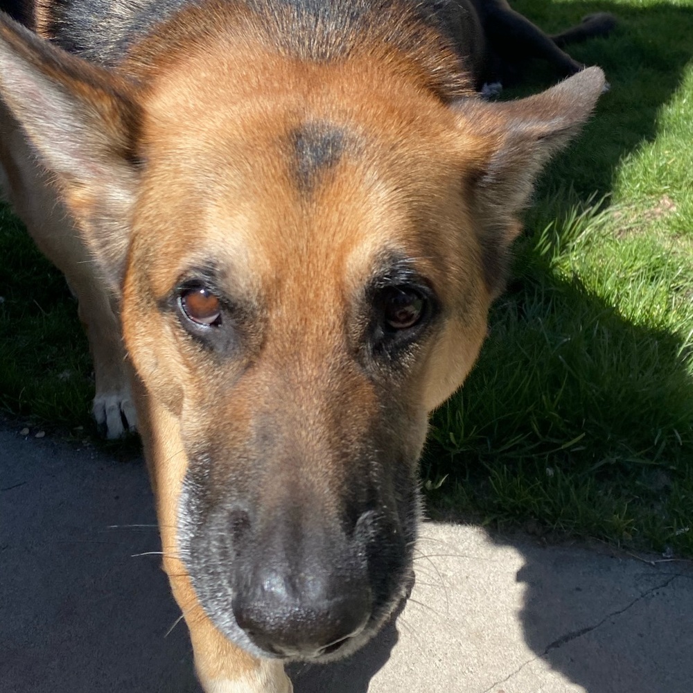 Meet your Posher, Hannah